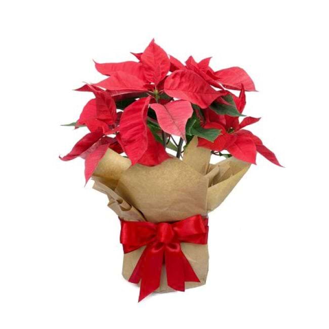 Santa's Poinsettia